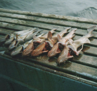 Salt water opportunities.