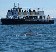 Haligonian III et queue de baleine.