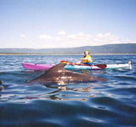Kayaking with whales in St. Margaret's Bay