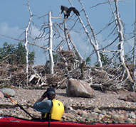 Kayaking - eagle.