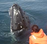 Humpback “checking out” the guests.