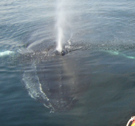 Humpback and Zodiac.
