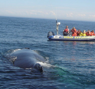 Humpback approaching Zodiac.