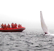 Humpback flipper and Zodiac.