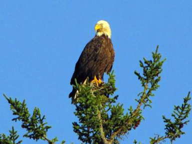 Bald eagles are often seen on our adventures
