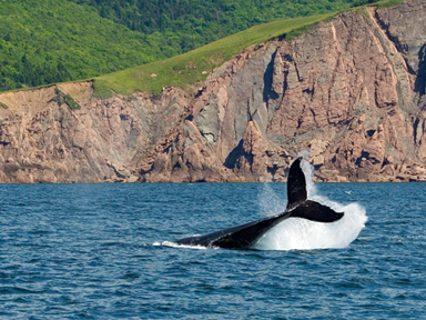 Limbo Cove Whale Excursions