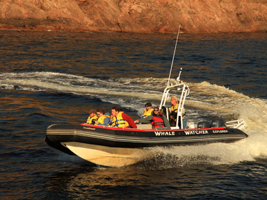 Limbo Cove Whale Excursions