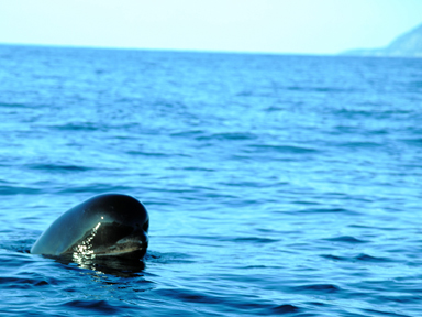 Limbo Cove Whale Excursions