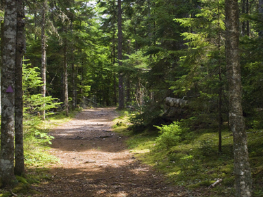 Walking trail in the Uniacke Estate Museum Park
