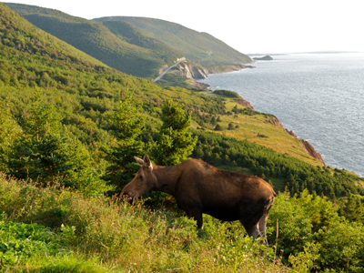 Moose grazing alongside the Cabot Trail
