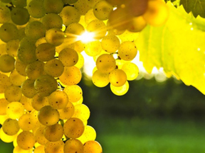 Learn about our unique grape varieties