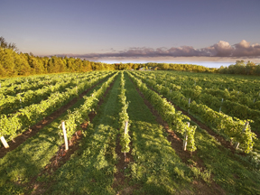 Rows upon rows of breathtaking vines