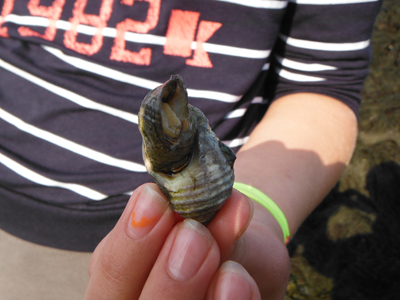 Periwinkles and predators!
