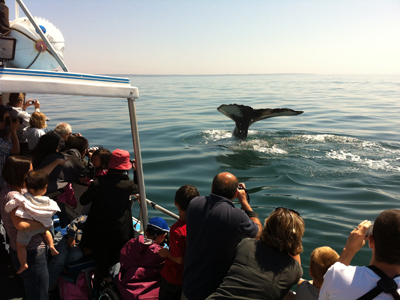 Explore the Shore,then Whale Watch!