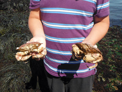 Jonah Crabs!