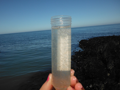 What did we catch? Plankton Soup!