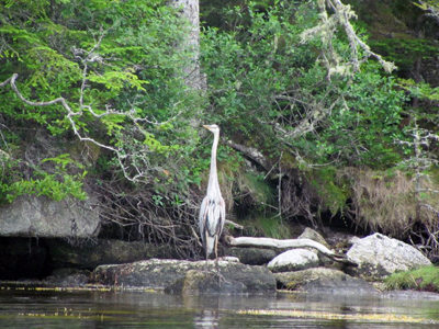 Great Blue Heron on the shore
