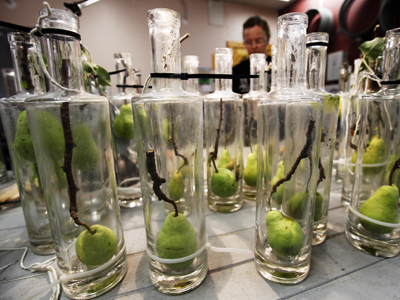 Pear eau-de-vie in the making