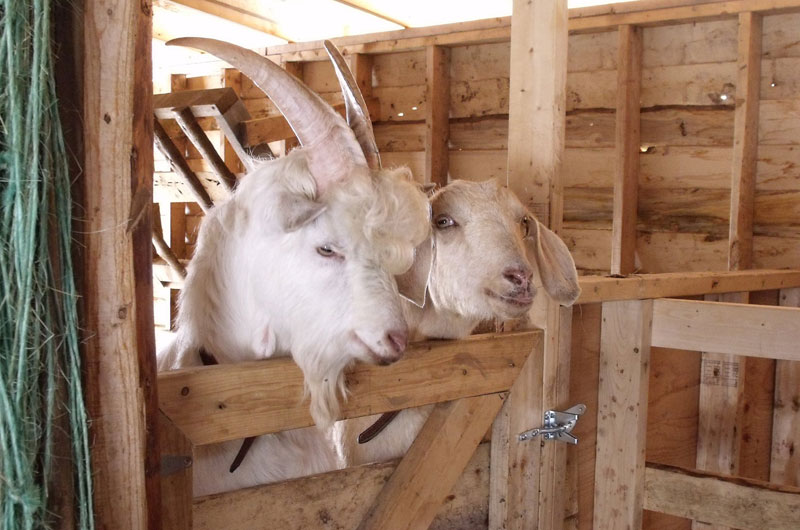 Groovy Goat Farm & Soap Company Groovy Goat Farm & Soap Company