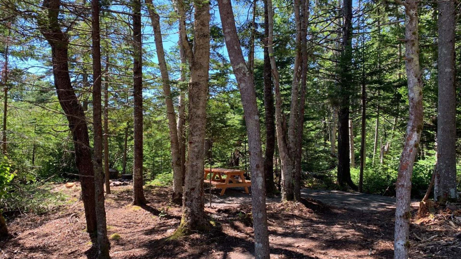 Old Port Campground photo 3