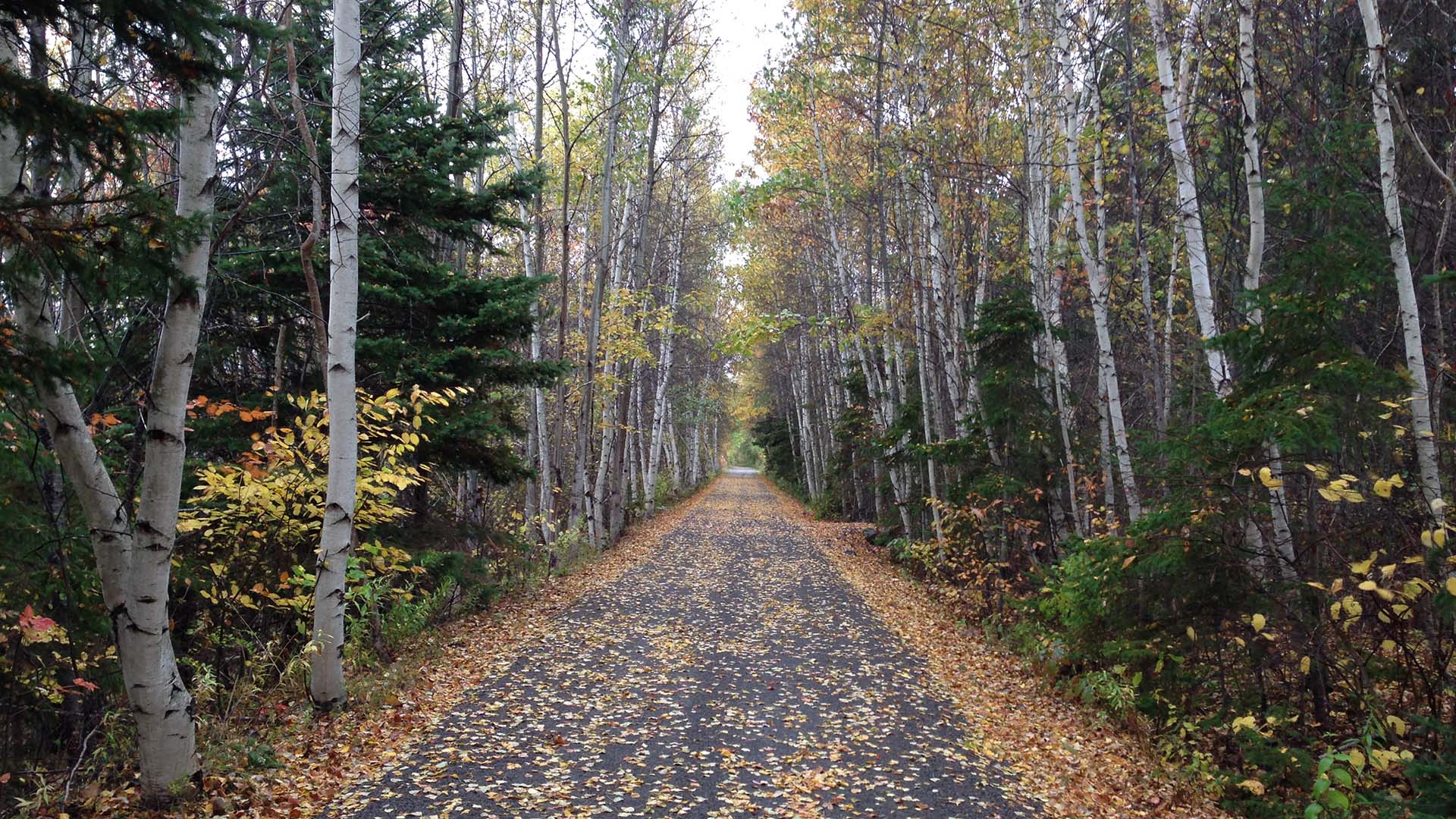 Yellow Birch Trail  Tourism Nova Scotia, Canada
